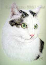 Waldo II portrait de chat 20 x 30 cm ralis aux crayons